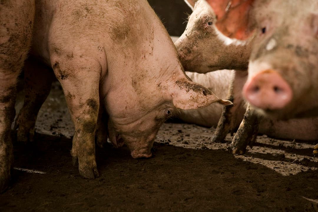 De vleesvarkensnotering van Vion komt verder achter te lopen op de verwachtingsprijs van DCA. - Foto: Jan Willem Schouten