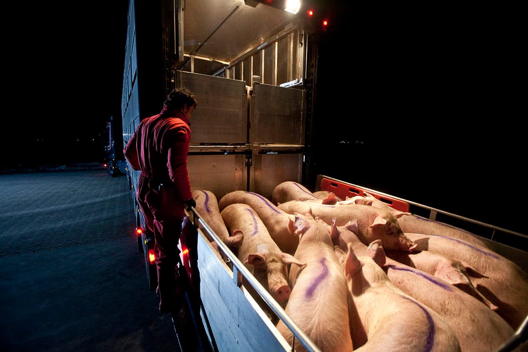 Het waren in 1997 donkere dagen voor varkenshouders, ze dreigden een kwart van hun varkens in te moeten leveren. - Foto: Koos Groenewold