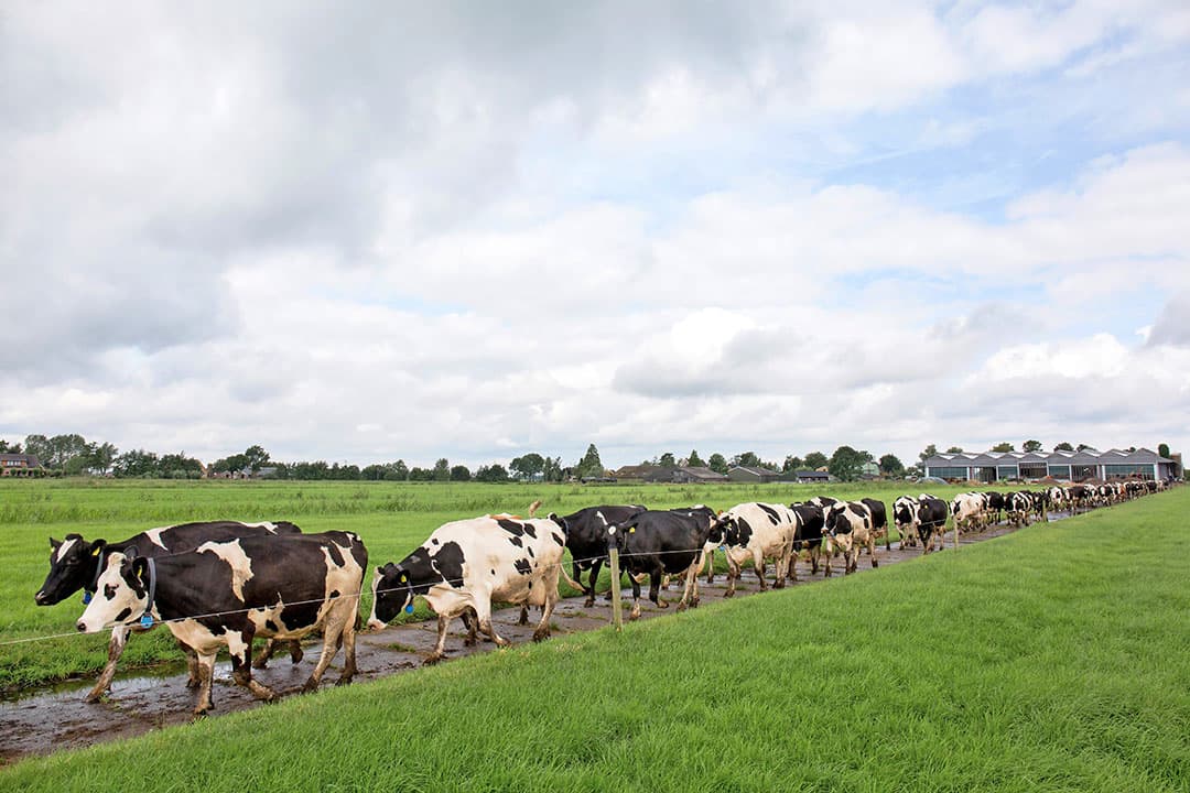 De koeien van De Vries gaan elke dag naar buiten. Volgens de melkveehouder De Vries is ruim 200 dagen weidegang bereikt en wordt nog vers gras op stal gevoerd. - Foto: Herbert Wiggerman