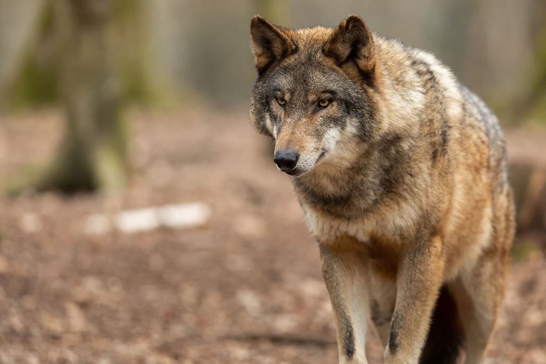 Wolf in een natuurgebied. - Foto: Adobe Stock