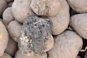 Aardappel met wratziekte veroorzaakt door de schimmel Synchytrium endobioticum. -Foto: NVWA