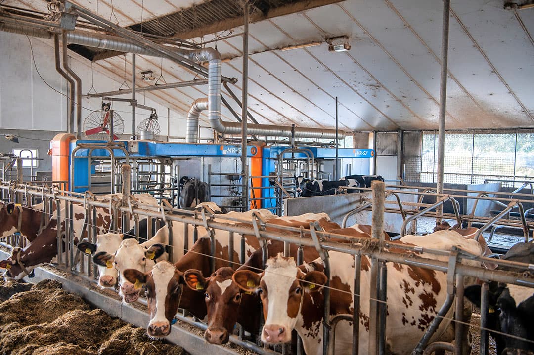 De melkveetak telt 160 melk- en kalfkoeien. De ondernemers hebben drie melkrobots in gebruik.