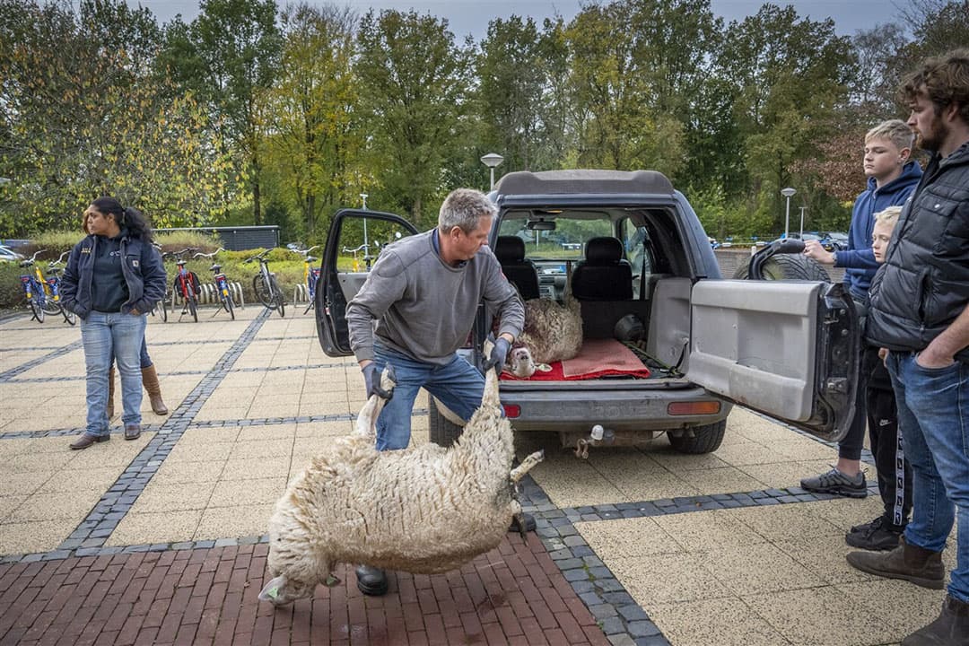 wolf op de Veluwe
