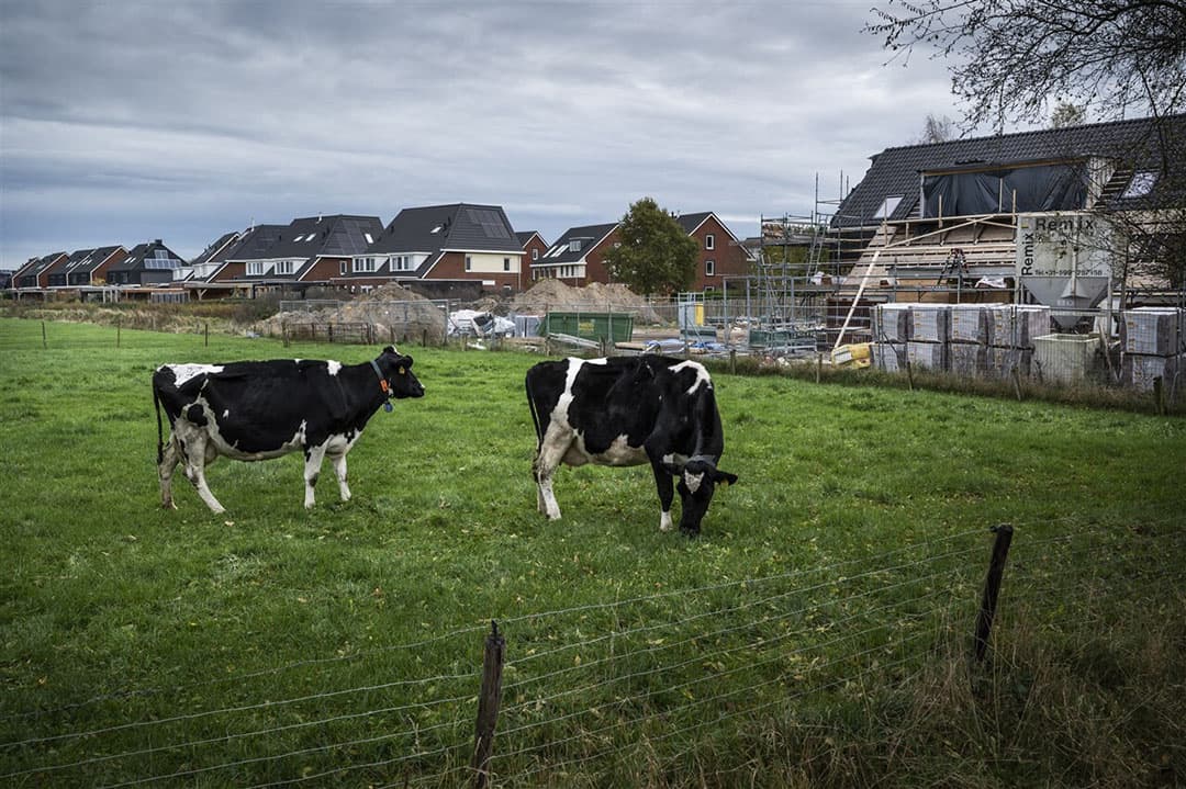 Koeien in de wei aan de rand van een nieuwbouwwijk. De Staat gaat in hoger beroep in een rechtszaak van burgers die geuroverlast ondervinden en komt in 2023 ook met nieuw geurbeleid.- Foto: ANP