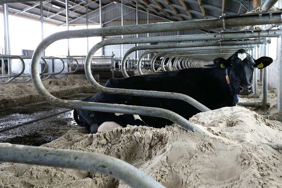 Hoe langer koeien herkauwen, hoe beter de pens van koeien werkt en hoe gezonder koeien zijn. Dat levert meer melk op. Dus zorg dat koeien een plek hebben waar zij lang kunnen en willen liggen om te herkauwen. - Foto: Ronald Hissink