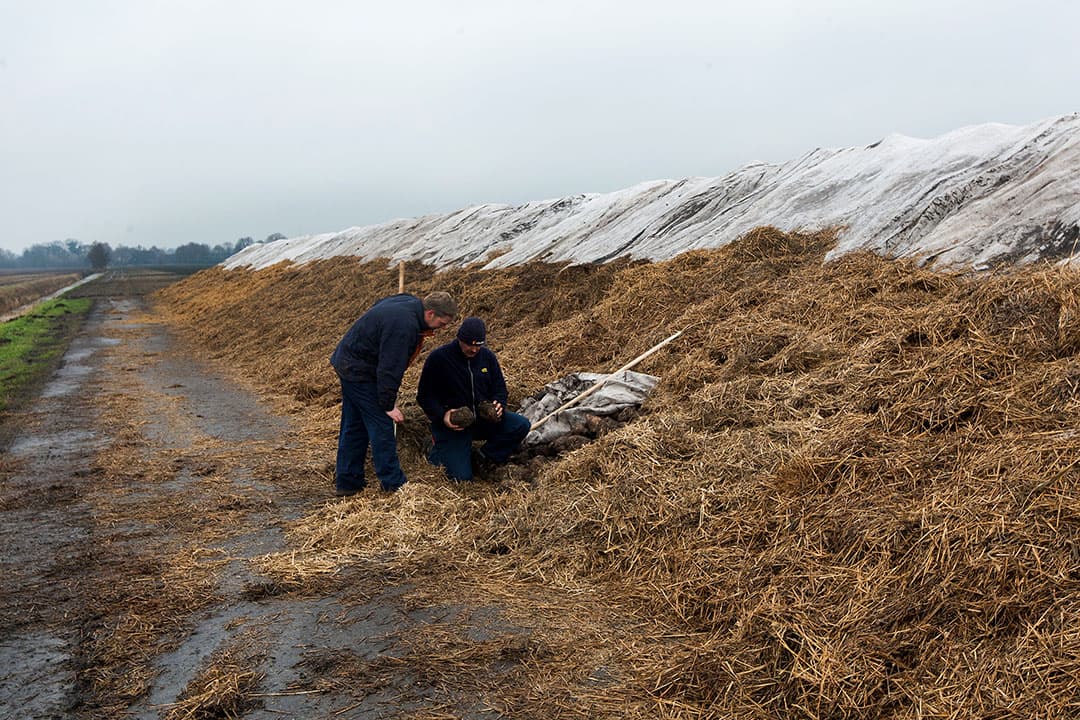 Met vliesdoek afgedekte bietenhoop voor lange bewaring. De voet is al afgedekt met stro, dit ventileert voldoende en bij strengere vorst hoeft er alleen nog maar landbouwplastic overheen. - Foto: Ronald Hissink