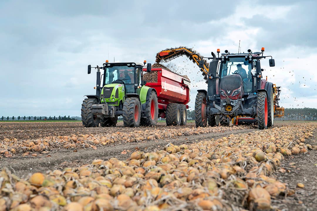 Oogst van uien in Flevoland. De uienopbrengst in de EU wordt geraamd op 6,3 miljoen ton uien voor seizoen 2022-’23. Dat is 13,4% minder dan vorig jaar.
