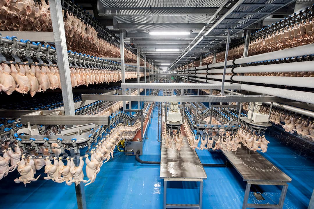 Pluimveeslachterijen hebben zich gecommitteerd aan de doelstellingen in het masterplan dierenwelzijn van Nepluvi. - Foto: Koos Groenewold