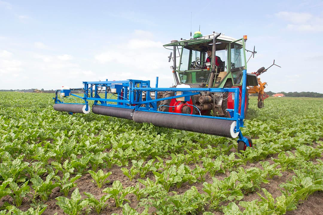 Aardappelopslag in een perceel suikerbieten bestrijden met middel met glyfosaat. - Foto: Koos van der Spek
