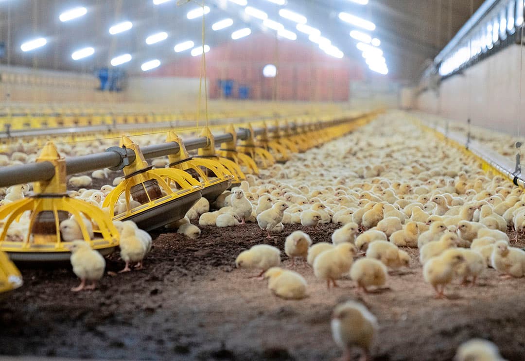 Vaccinatie tegen coccidiose wordt in de eerste levensweek van de vleeskuikens uitgevoerd door middel van drinkwatertoediening of met een spray. -Foto: Ruud Ploeg
