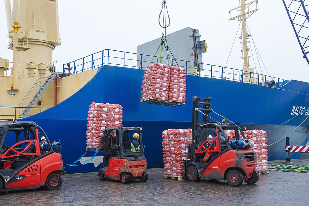 Uien worden verscheept voor export. In week 43 gingen 40.208 ton uien de grens over naar 89 verschillende landen. - Foto: Peter Roek