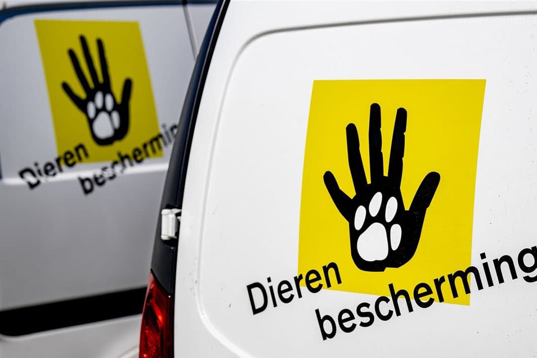 Verschillende partijen, waaronder Dierenbescherming, gaan gesprekken voeren om een 'convenant dierwaardige veehouderij' te sluiten.