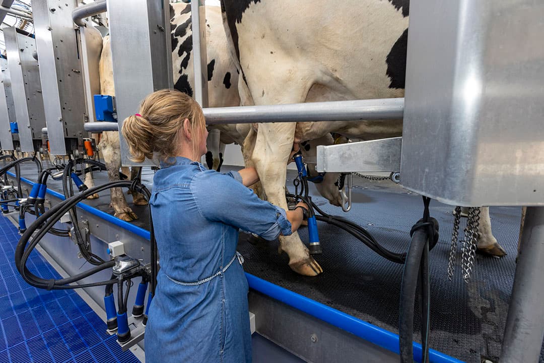 Welke thema's houden melkveehouders dagelijks bezig? In de podcast 'KoeCast' praat De Heus met melkveehouders over zaken die op melkveebedrijven spelen. - Foto: Roel Dijkstra
