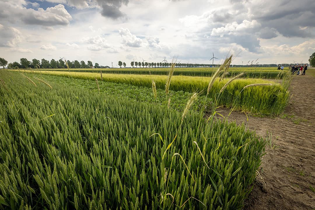 Foto: Koos Groenewold
