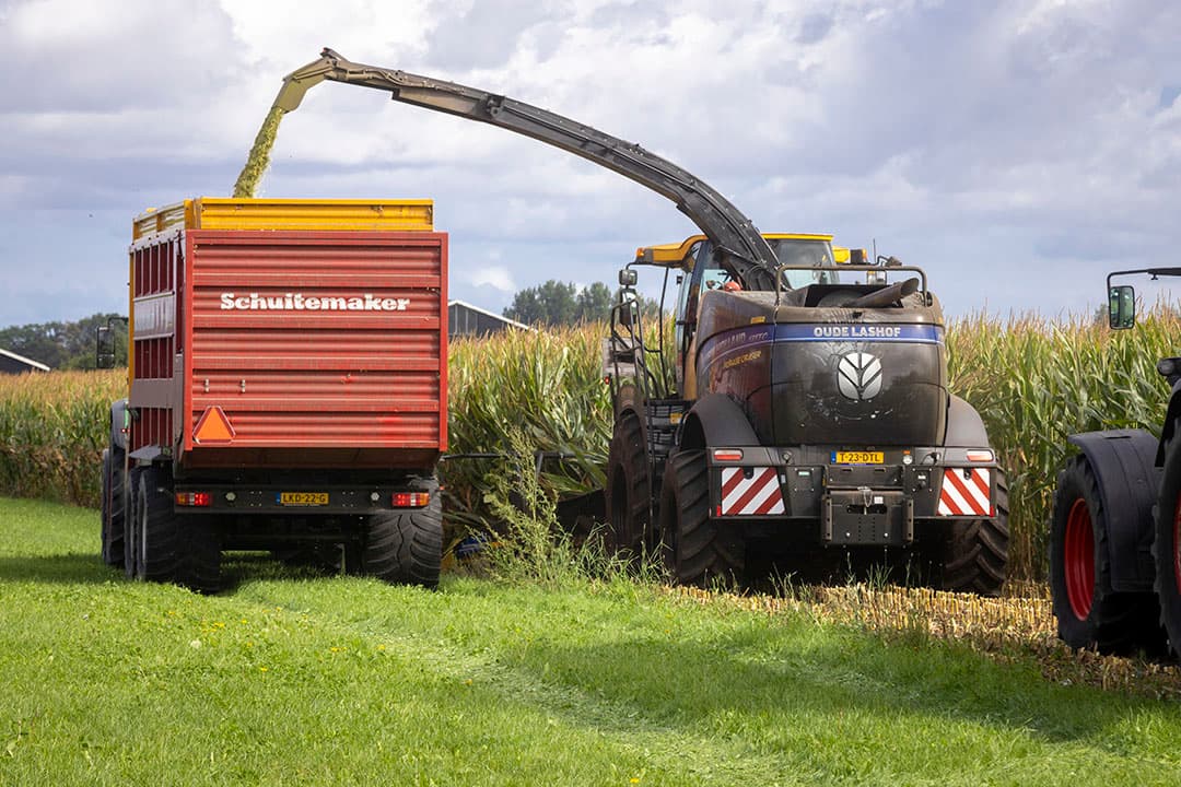 Mais hakselen. De maiskuilen vallen door de droogte kwalitatief tegen in vergelijking met voorgaande jaren.