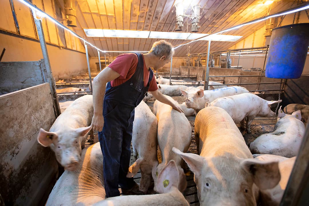 Wat minder zeugen houden kan economisch goed uitpakken, zeker als daarmee de druk op de biggenopfok verminderd en door later spenen de biggen gezonder en sterker zijn. Het blijft een calculatie die op elk bedrijf anders uit kan pakken. - Foto: Hans Banus