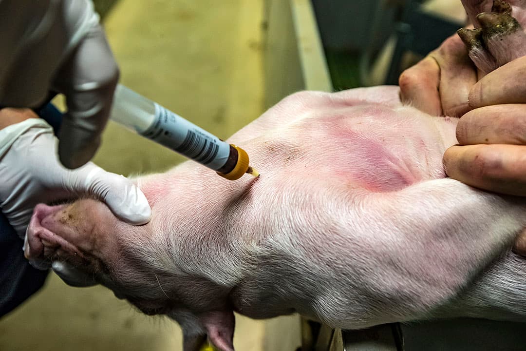 Het tappen van bloed bij een big voor onderzoek naar de aanwezigheid van het  PRRS-virus.