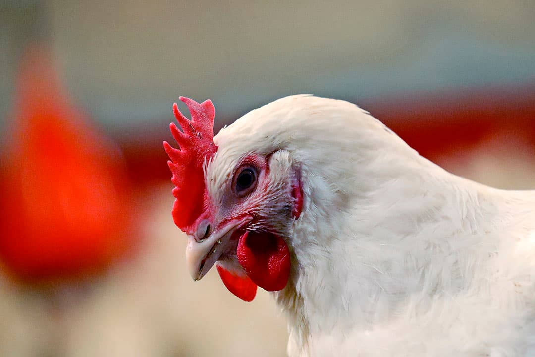 Vogelgriep op een bedrijf met vleeskuikenouderdieren in Uden (N.-Br.). - Foto: Bert Jansen