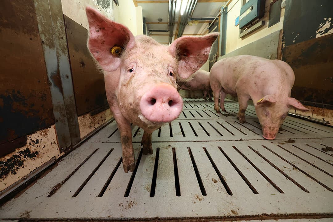 Fokkerijorganisatie Topigs Norsvin heeft de adviesprijzen van gelten aangepastFoto: Bert Jansen