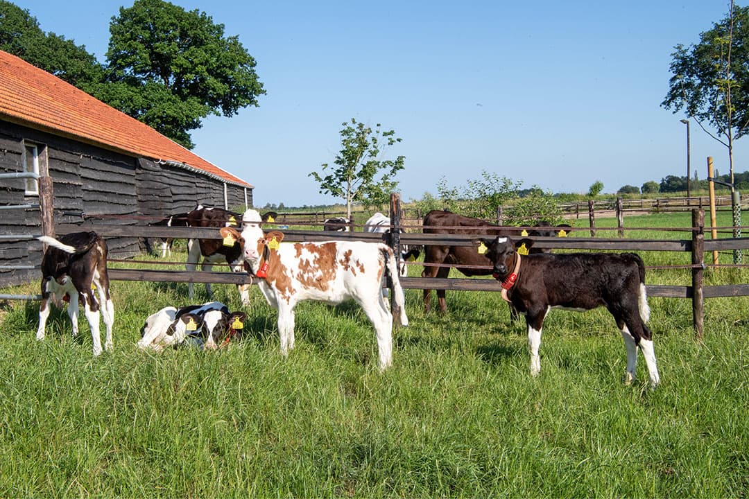 Foto: Frank Uijlenbroek