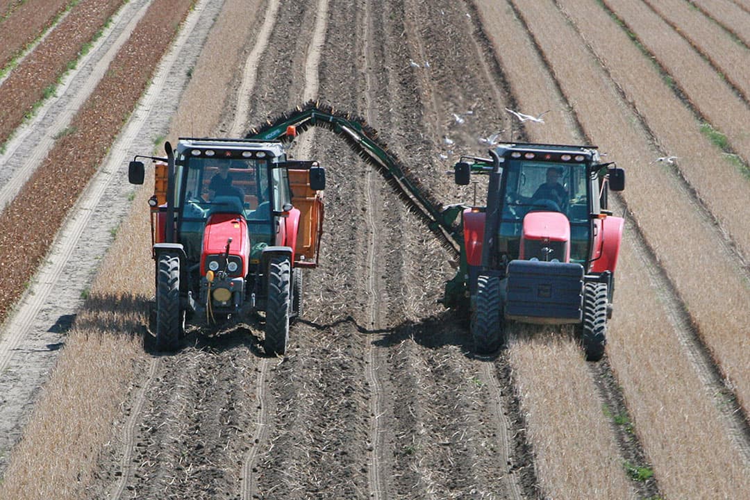 Bollen rooien. - Foto: Koos van der Spek