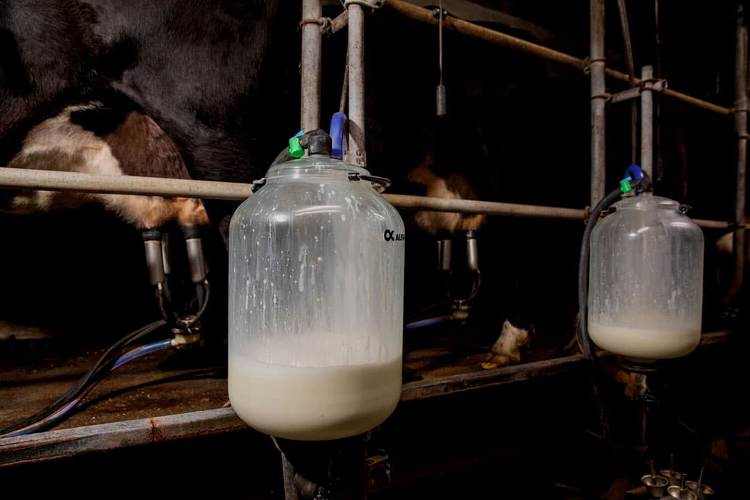 Minder melk in het melkglas in 2021. De consumptie trok na corona flink aan, maar aan die vraag kon niet worden voldaan, waardoor melkprijzen in de loop van vorig jaar stegen. - Foto: Anne van der Woude