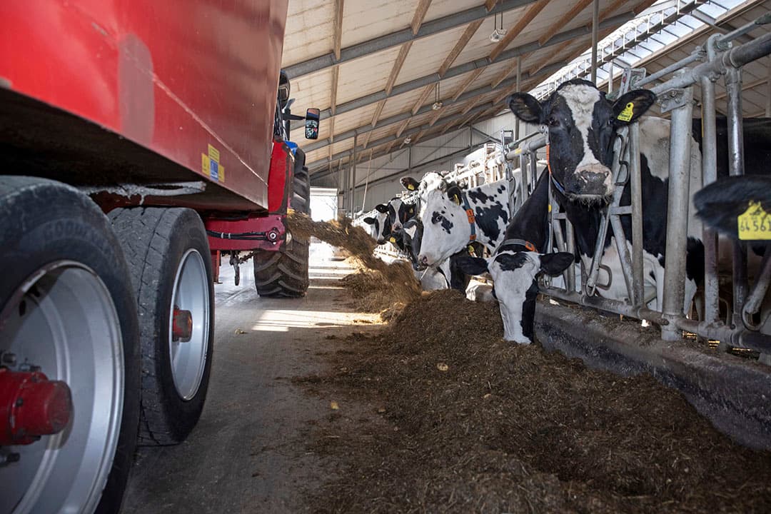 Toxinebinders kun je door het voer heen mengen. De binders kunnen bepaalde mycotoxinen onschadelijk maken. Maak voordat je ze gaat voeren een risicoanalyse. - Foto: Ruud Ploeg