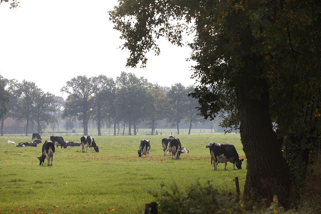 Foto: Hans Prinsen
