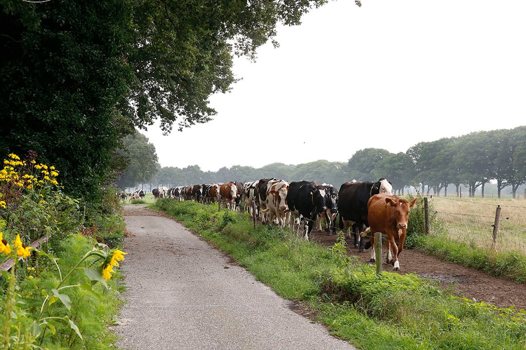 Het thema Weidegang is gebruikt als pilot voor het opzetten van de nieuwe rapportagevorm. Foto: Hans Prinsen