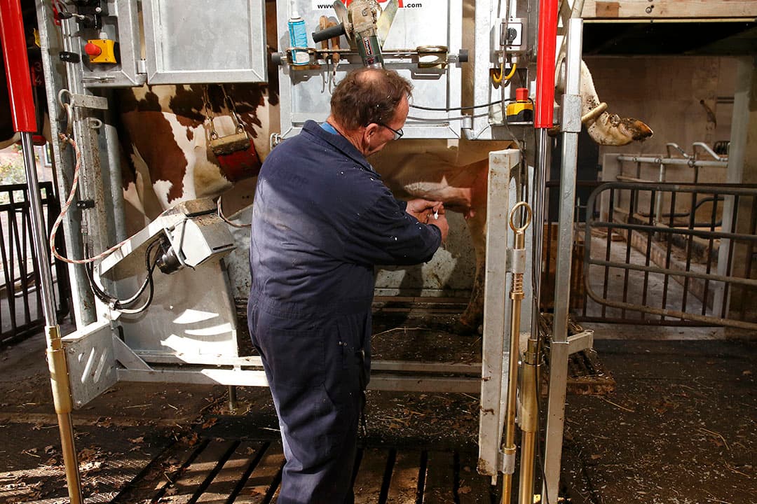 De behandelbox biedt snel toegang tot de uier. Meijerink kan daarom ook eenvoudig zelf zijn koeien droogzetten.