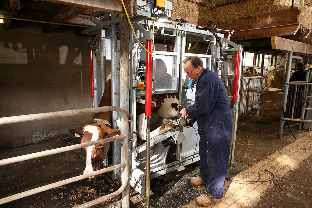 De nieuwe Wopa behandelbox maakt het voor Gerard Meijerink veel makkelijker om in zijn eentje snel een koe te behandelen. Hij maakt er dan ook veel meer gebruik van dan voorheen. - Foto's: Hans Prinsen