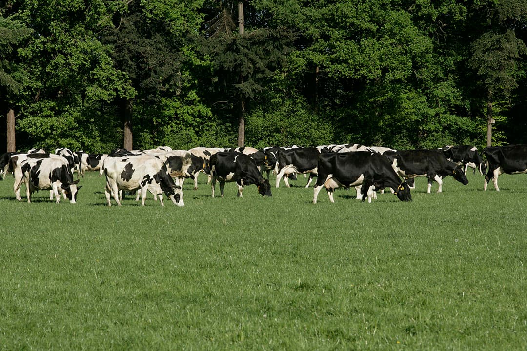 De weidetoeslag is een wezenlijk onderdeel van de toeslagen geworden. Meer zuivelverwerkers gaan over op duurzaamheidsprogramma’s met een extra plus, maar die meer inspanning van melkveehouders vragen. - Foto: Henk Riswick