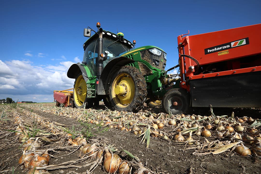 Oogsten van gele zaaiuien. De hectare-opbrengsten van zaaiuien waren door de slechte start en hete zomer met 44,5 ton bijna 5 ton (10%) lager dan vorig jaar. - Foto: Henk Riswick