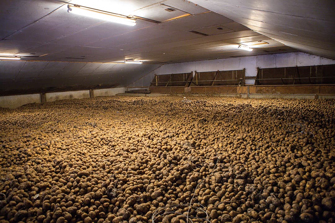 Fritesaardappelen in de bewaring. Met name energie gerelateerde kosten lopen voor komend teeltseizoen flink op. -Foto: Peter Roek