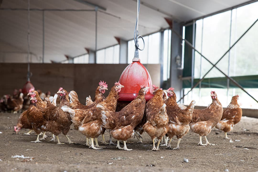 Heb je hennen besteld zonder haantjes doden, dan ben je (vooral) aan je portemonnee verplicht om ze als OKT te vermarkten. - Foto: Peter Roek