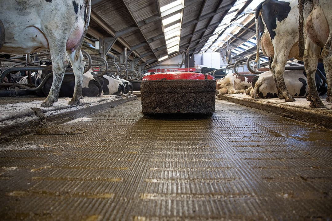 Het emissiearme systeem Lely Sphere op het bedrijf van Frank van Overveld in Oudemolen (N-Br). Het werkt met mest-dichte vloeren waarbij mest en urine snel gescheiden worden. In de mestput heerst onderdruk. Een mestrobot (collector) ruimt de vaste mest op. - Foto: Peter Roek