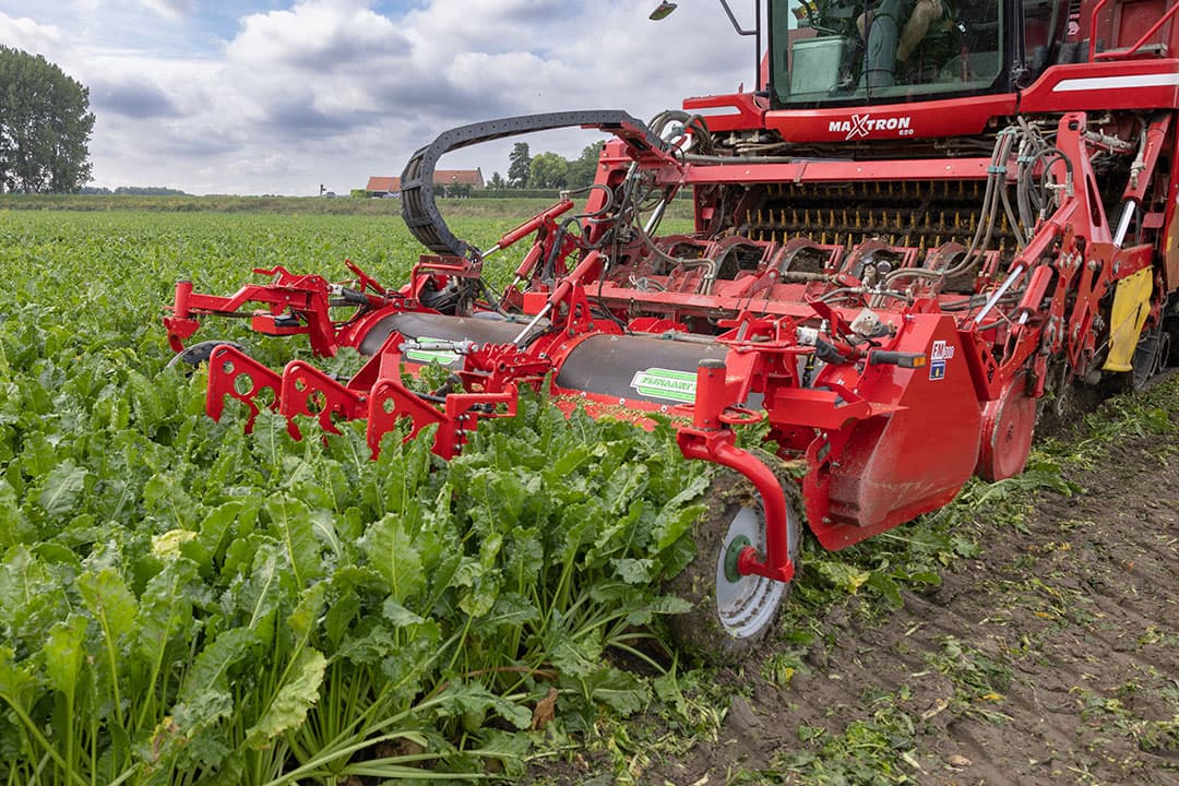 Veel akkerbouwers hebben kritiek op de lijst voor winter en vanggewassen. Volgens telers nemen suikerbieten na 1 oktober in veel gevallen meer stikstof op dan een net gezaaid vanggewas. - Foto: Peter Roek