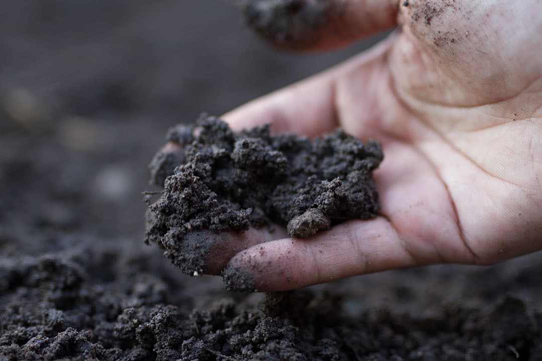 Een goede bodembiologie houdt de bodem vochtiger, zodat beregenen minder nodig is. Ook is minder kunstmest nodig. - Foto: Canva