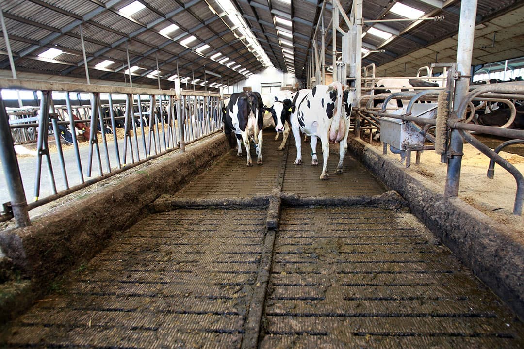 Roosters spoelen met water in combinatie met elke drie uur schuiven geeft 40 % ammoniakreductie. - Foto: Ton Kastermans