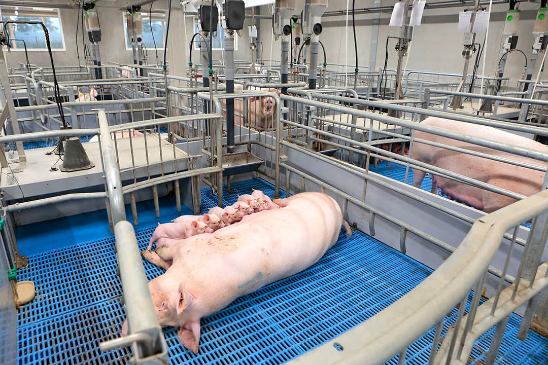 De investering in vrijloopkraamhokkken ligt circa €500 per plaats hoger dan traditioneel. - Foto: Kastermans Studio