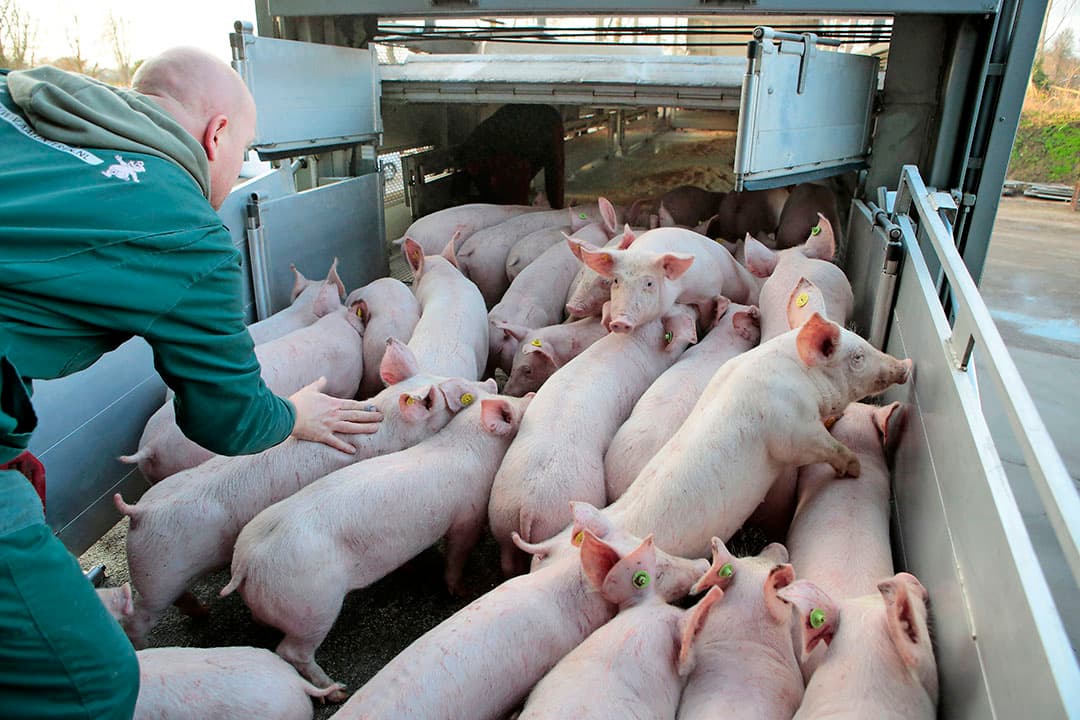 Biggen laden voor transport. Een 'dierwaardige' veehouderij geldt ook voor transport en slacht. - Foto: Ton Kastermans Fotografie