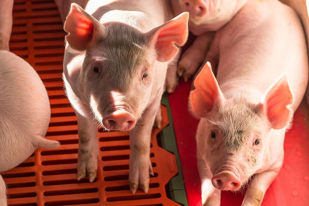 De afname excretie fosfaat en stikstof vond plaats bij alle veehouderijsectoren en wordt onder andere veroorzaakt door daling van de omvang van de veestapel. - Foto: Canva