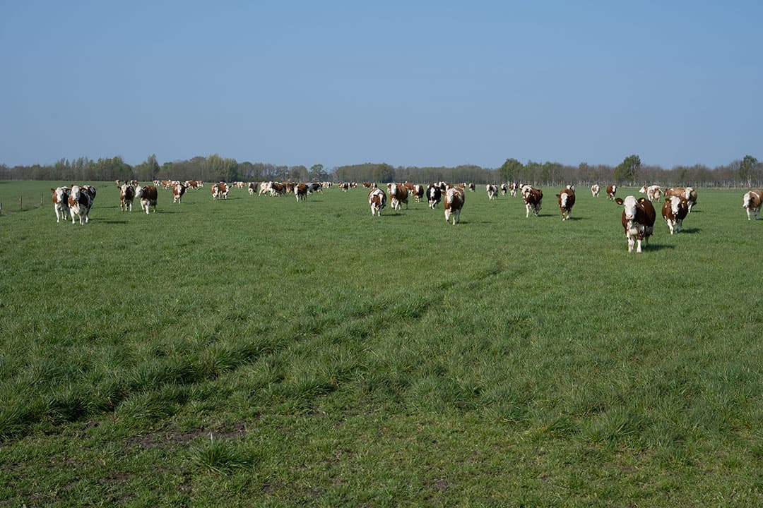 Jong grasland legt meer koolstof vast dan oud grasland, maar de koolstof vastlegging gaat ook bij oud grasland nog altijd door. - Foto: Michel Velderman
