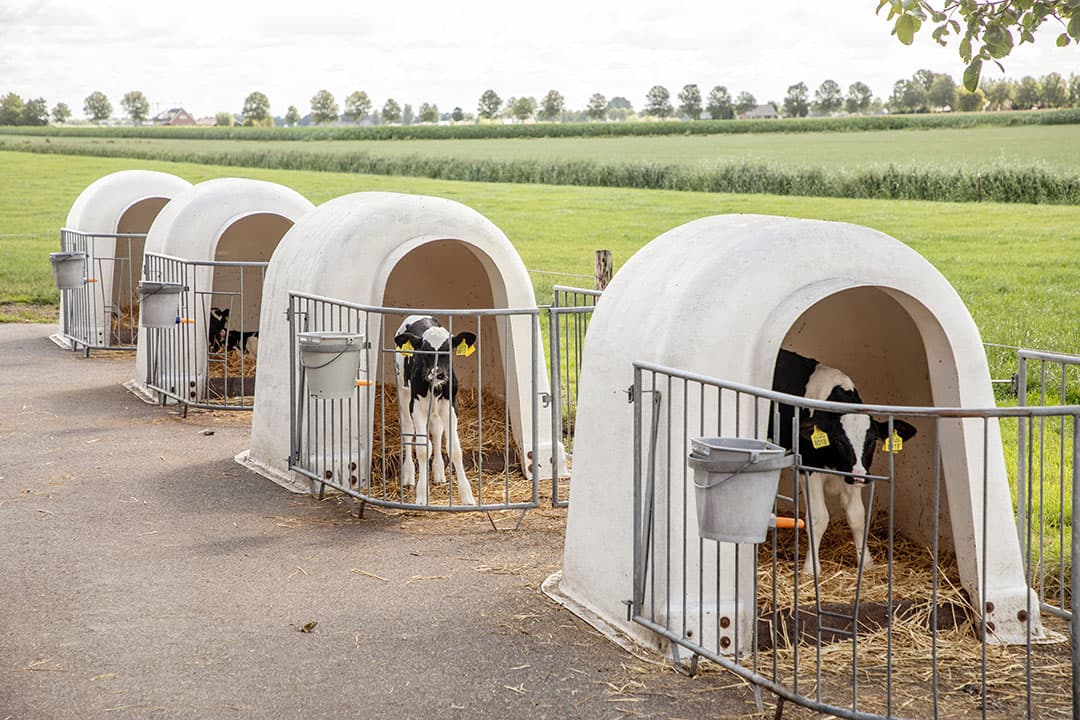 Melkveehouders moeten hun kalveren in iglo's beschermen tegen extreme hitte. - Foto: Herbert Wiggerman