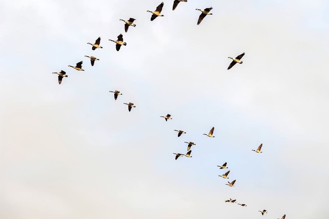 Wilde vogels brengen het vogelgriepvirus over op pluimvee. Pluimveehouders dienen daarom hun erf zo onaantrekkelijk mogelijk te maken voor wilde vogels. - Foto: Herbert Wiggerman