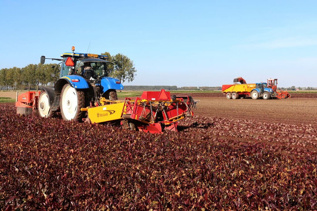 Akkerbouwer en loonwerker Daniel Dekker uit het Zeeuwse Biervliet rooit bij IJzendijke een perceel aangekochte biologische rode bieten. - Foto's: Anton Dingemanse