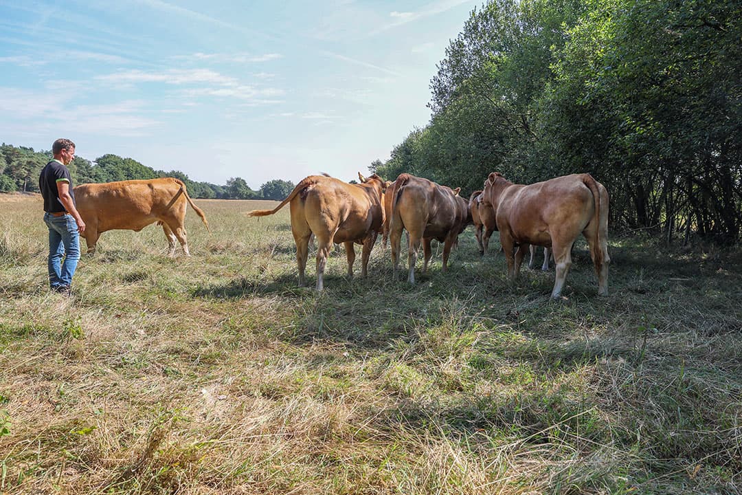 Martien Vromans was één van de eerste vleesveehouders die zich met zijn Limousins aansloot bij Natuurvlees Nederland. Zijn dieren lopen onder meer in de Loonse en Drunense duinen. - Foto's: Bert Jansen