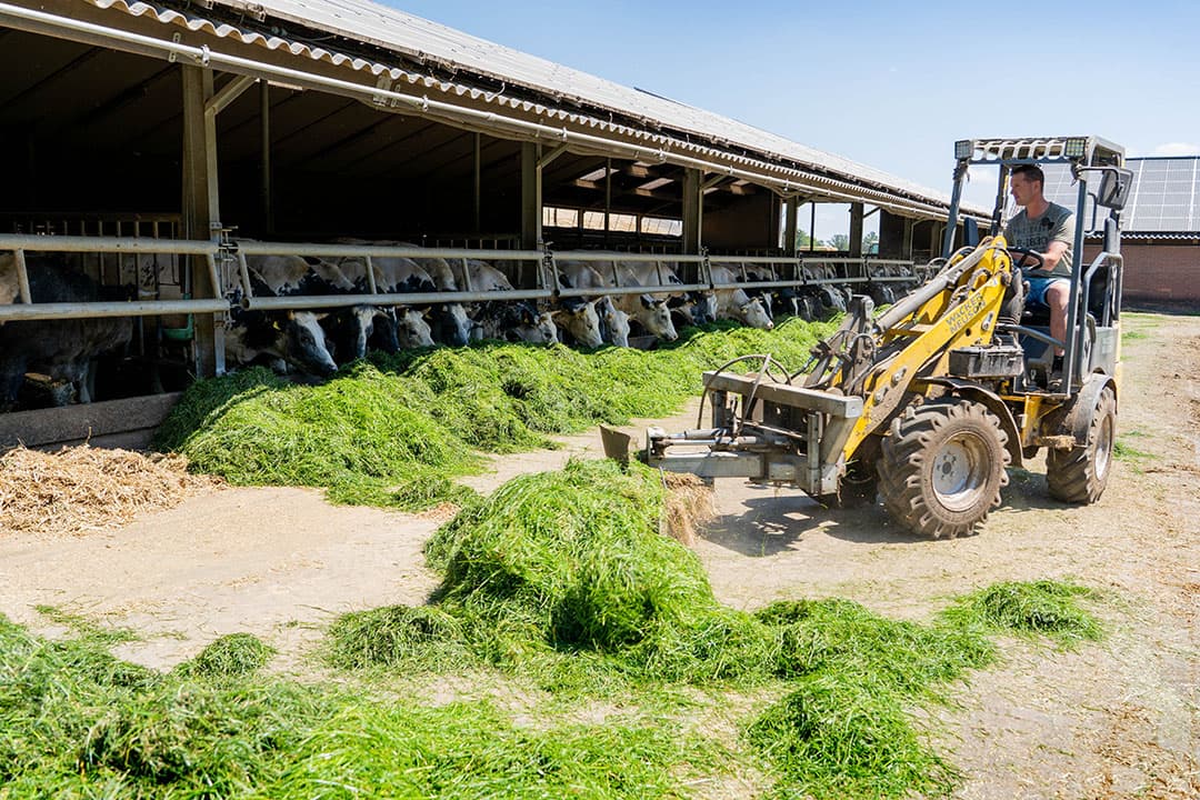 Jan Willem Lammers schuift het voer aan voor zijn Belgisch Witblauwe kruislingen. Hij was een van de eerste boeren die benaderd werd voor de nieuwe rundvleesketen. - Foto's: Jan Willem Schouten