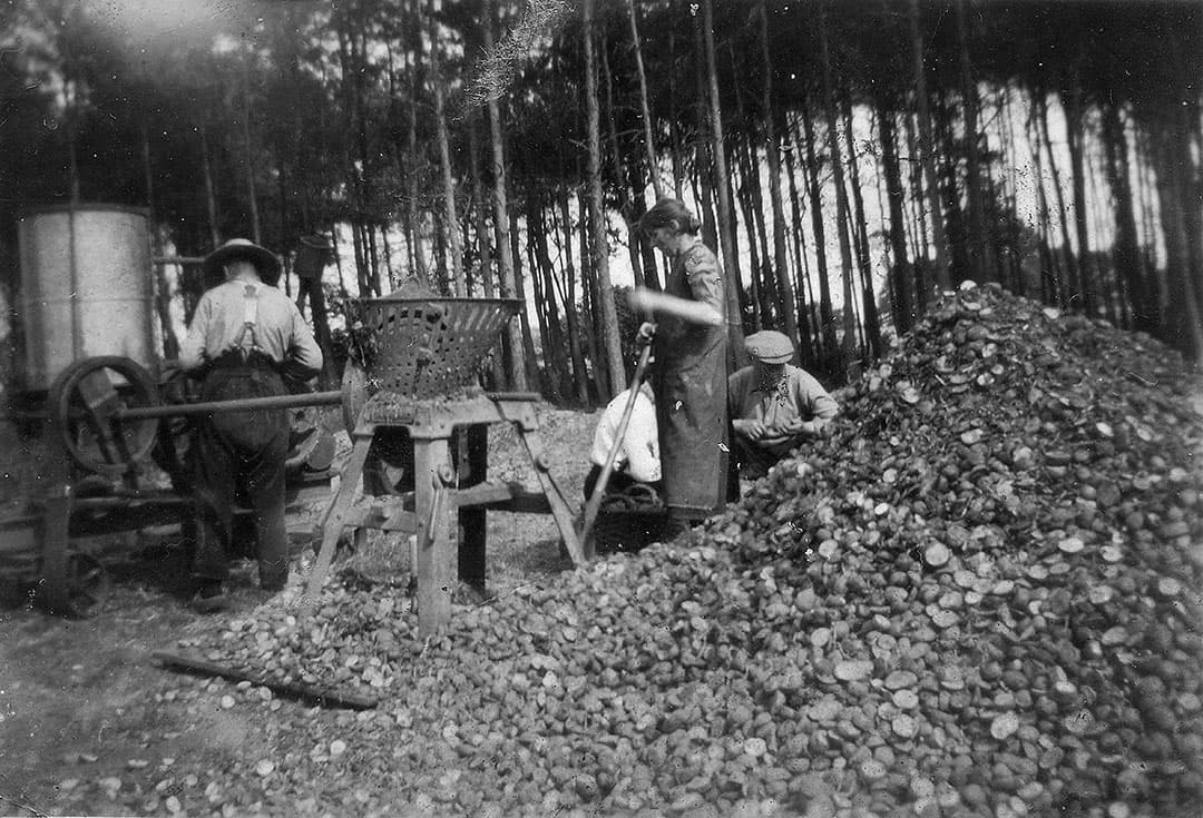 1935: aardappelen inkuilen