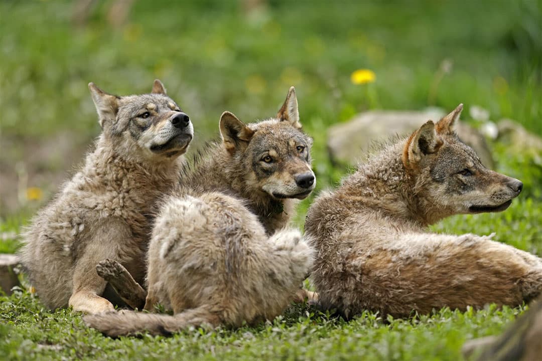 Jonge wolven in Duitsland. De beschermde status van de wolf staat ter discussie in het Europees Parlement.- Foto: ANP
